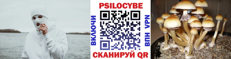 Псилоцибиновые грибы мицелий  Нолинск 